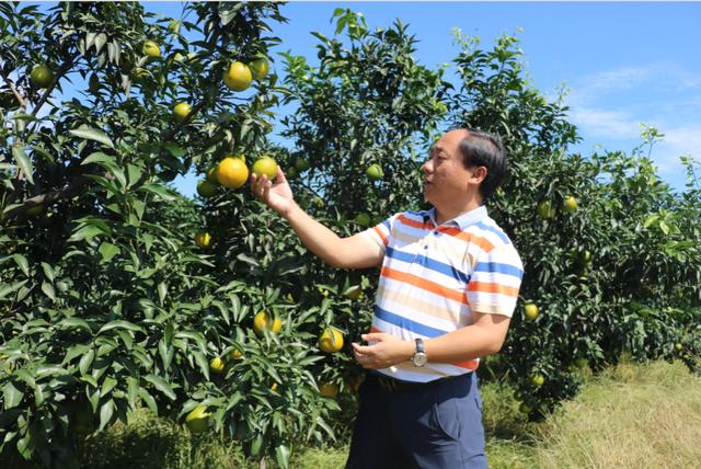 他可能是中國(guó)學(xué)歷最高“三霸”農(nóng)民卻回鄉(xiāng)種魏柑
